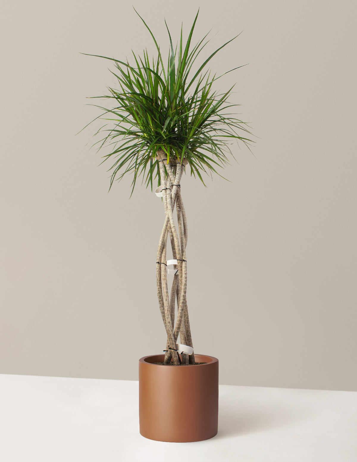 Large Dracaena Marginata Open Weave