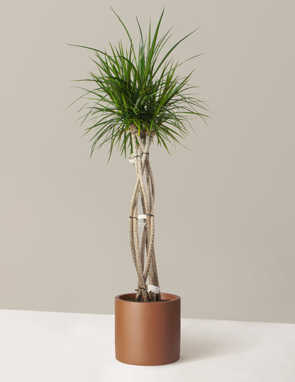 Large Dracaena Marginata Open Weave