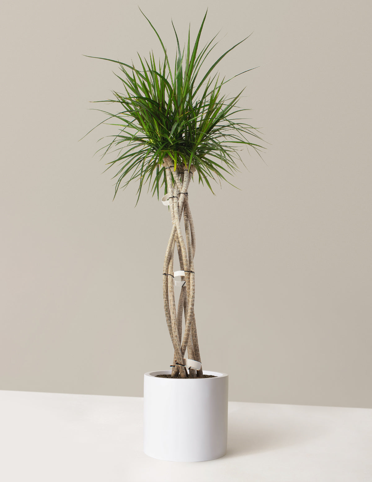 Large Dracaena Marginata Open Weave