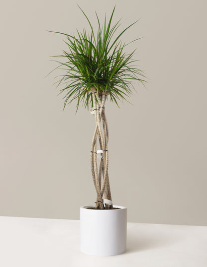 Large Dracaena Marginata Open Weave