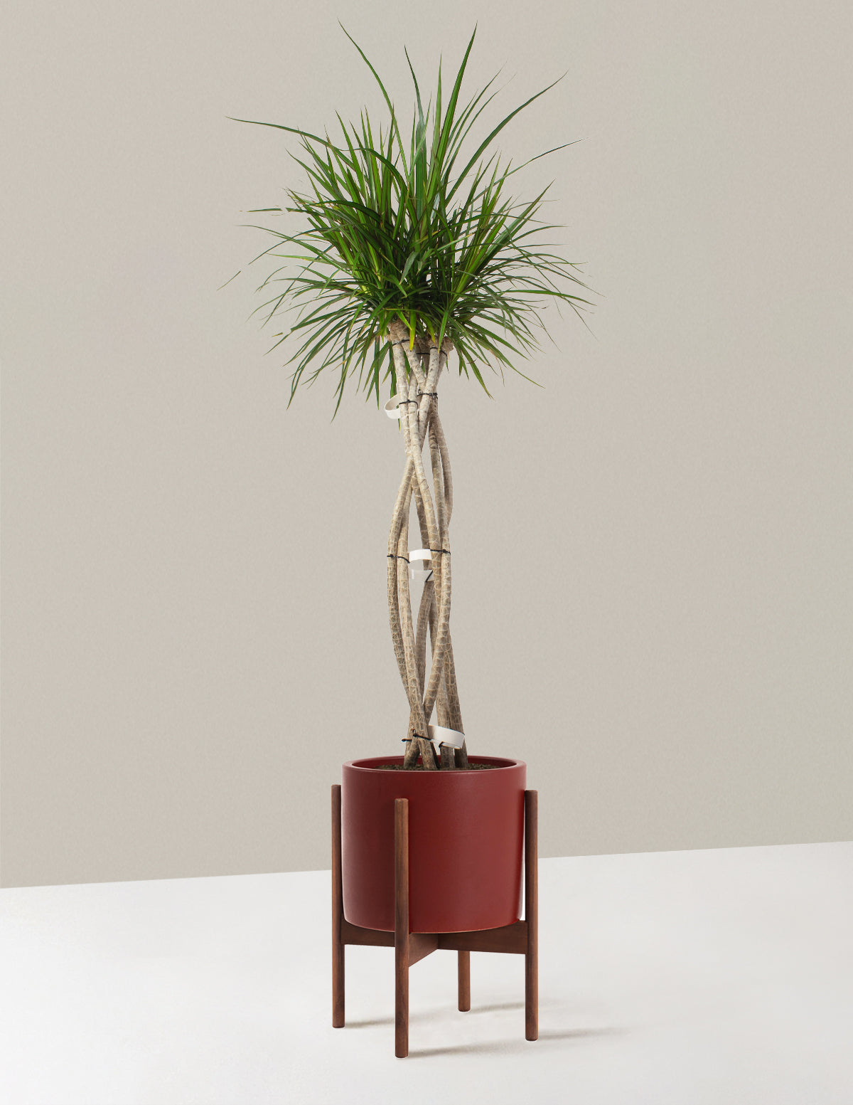 Large Dracaena Marginata Open Weave