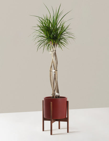 Large Dracaena Marginata Open Weave