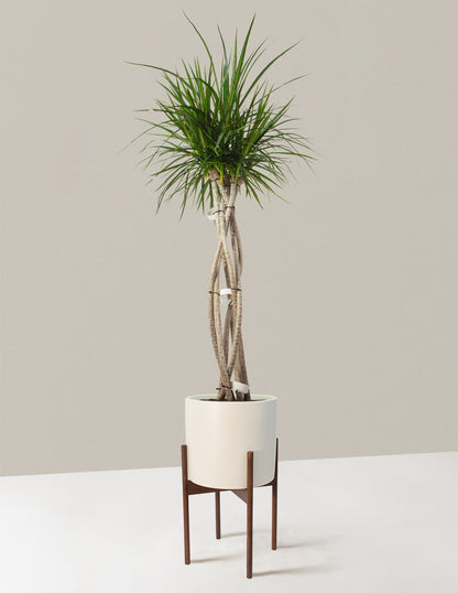Large Dracaena Marginata Open Weave