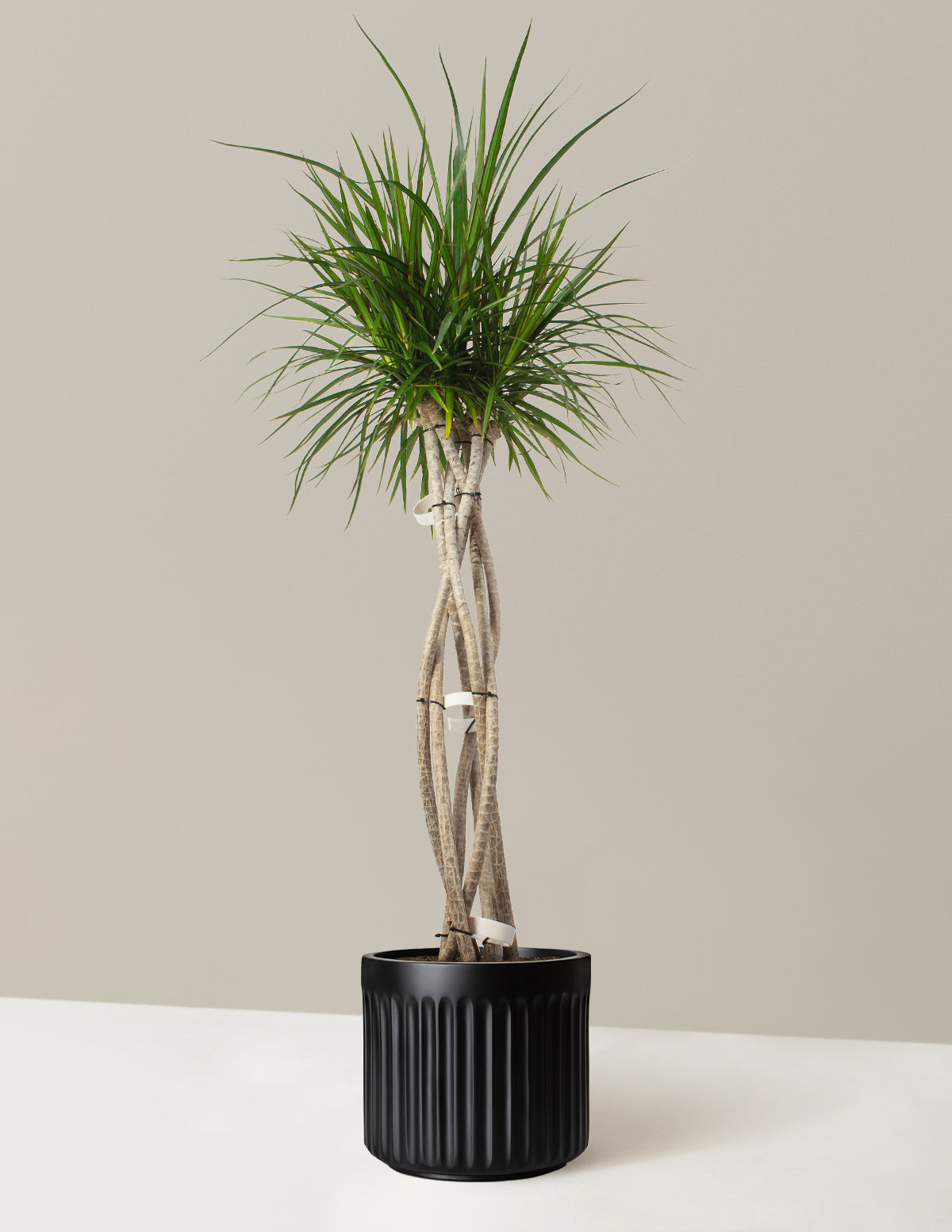 Large Dracaena Marginata Open Weave