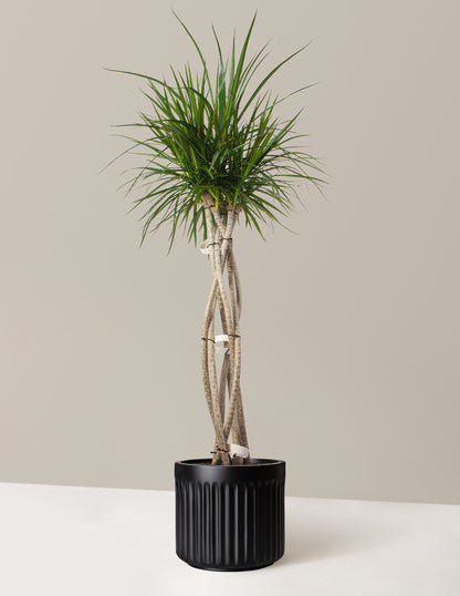 Large Dracaena Marginata Open Weave