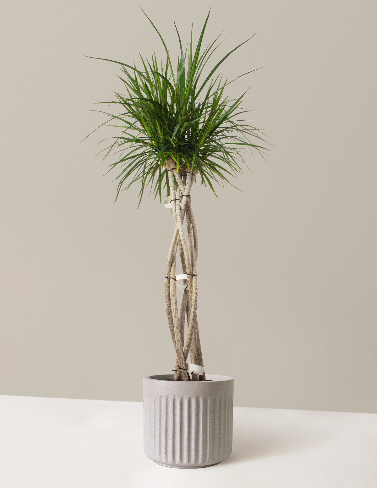 Large Dracaena Marginata Open Weave