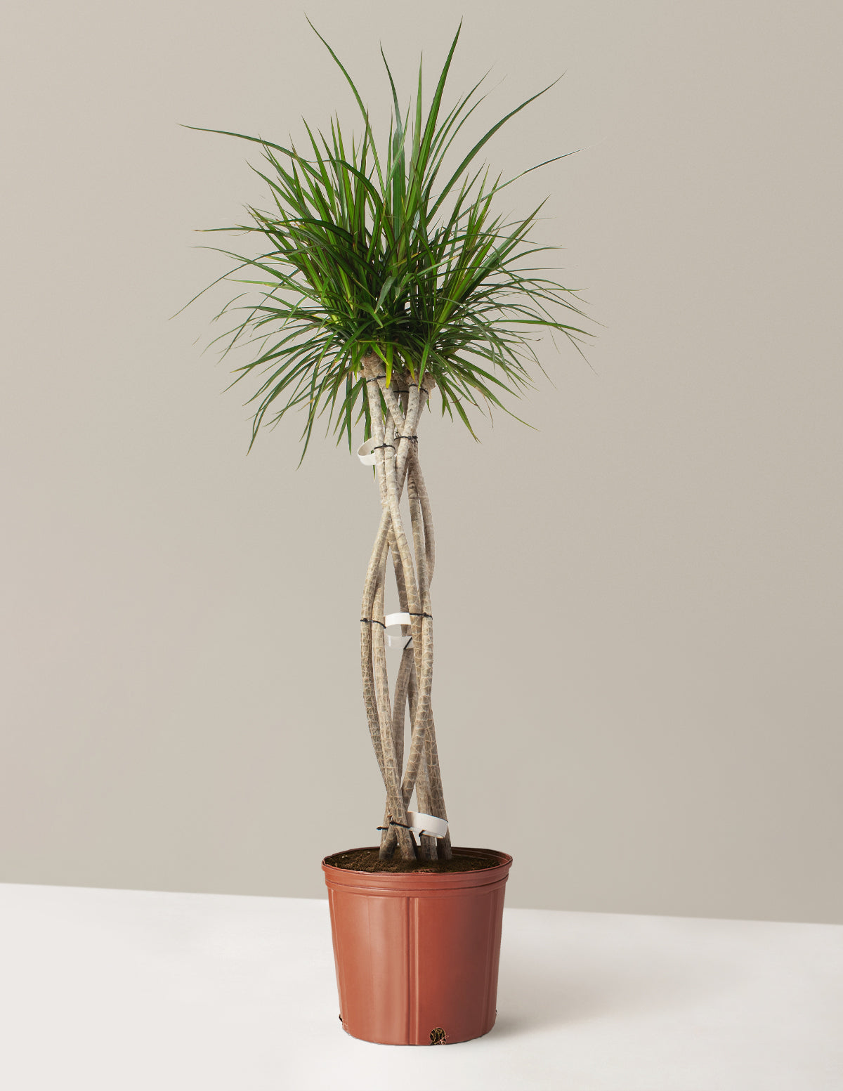 Large Dracaena Marginata Open Weave