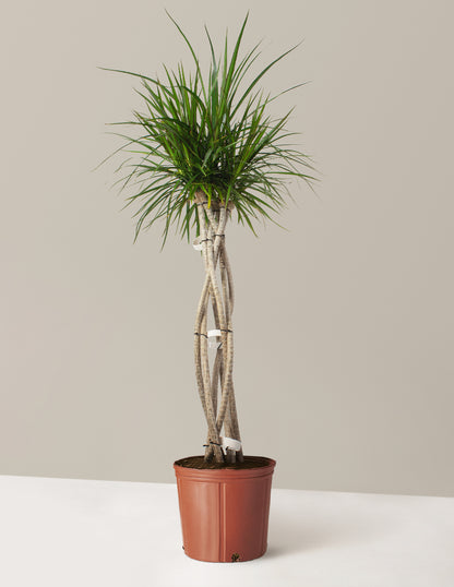 Large Dracaena Marginata Open Weave