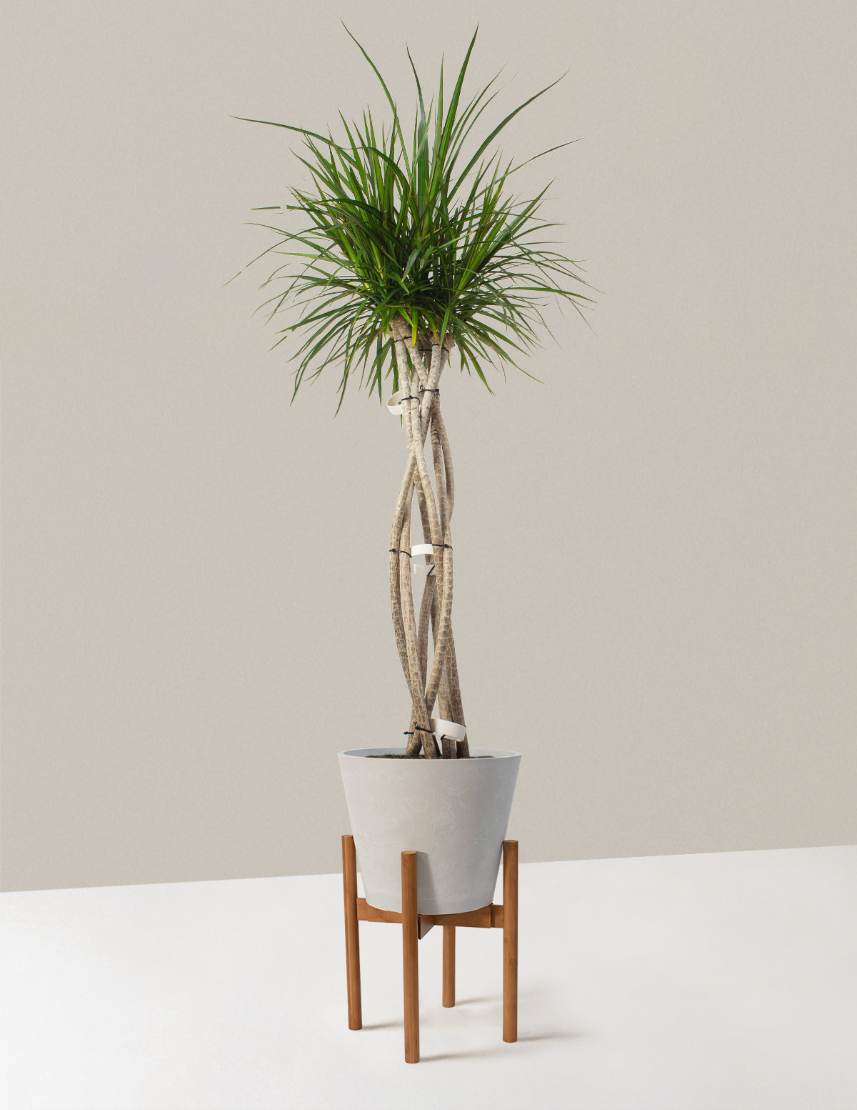 Large Dracaena Marginata Open Weave