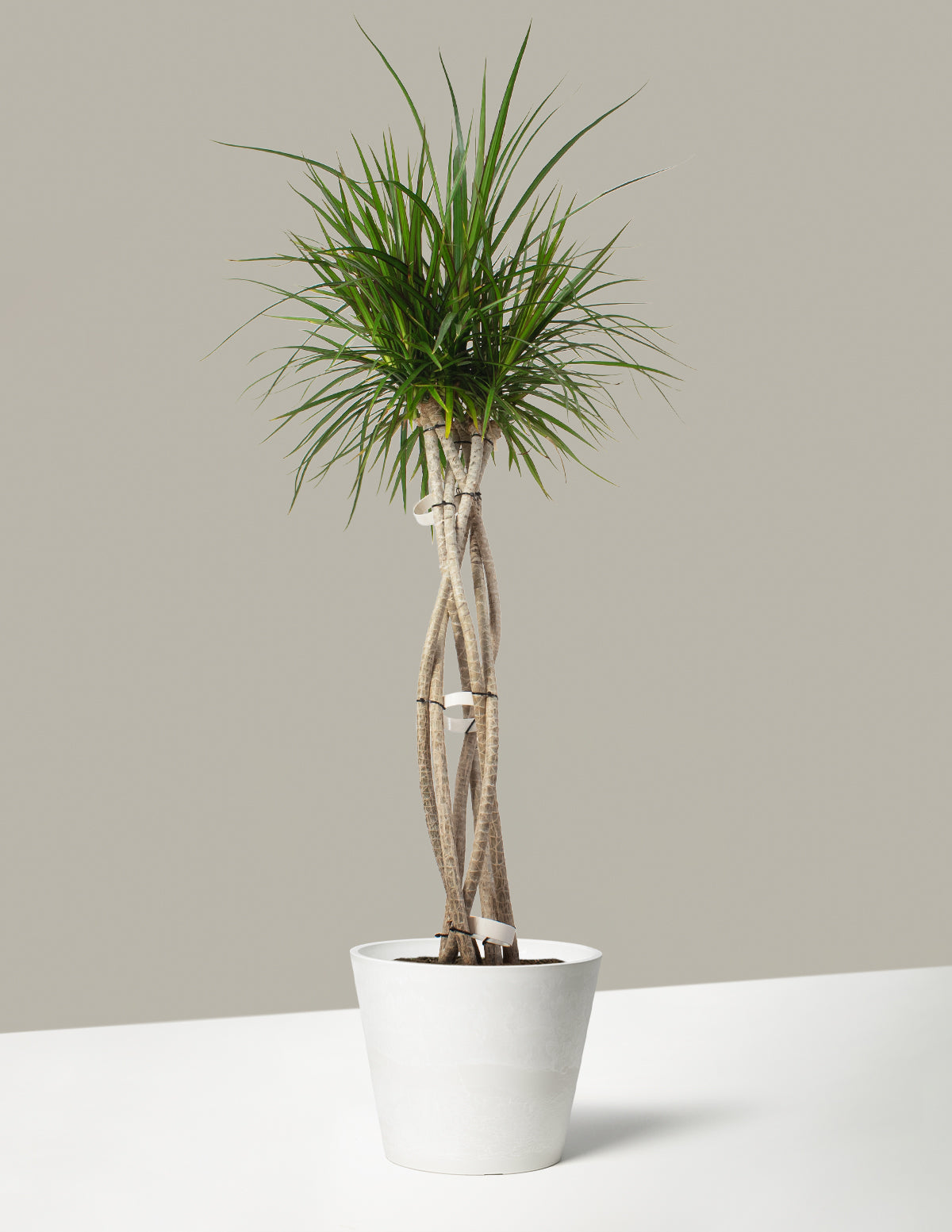Large Dracaena Marginata Open Weave