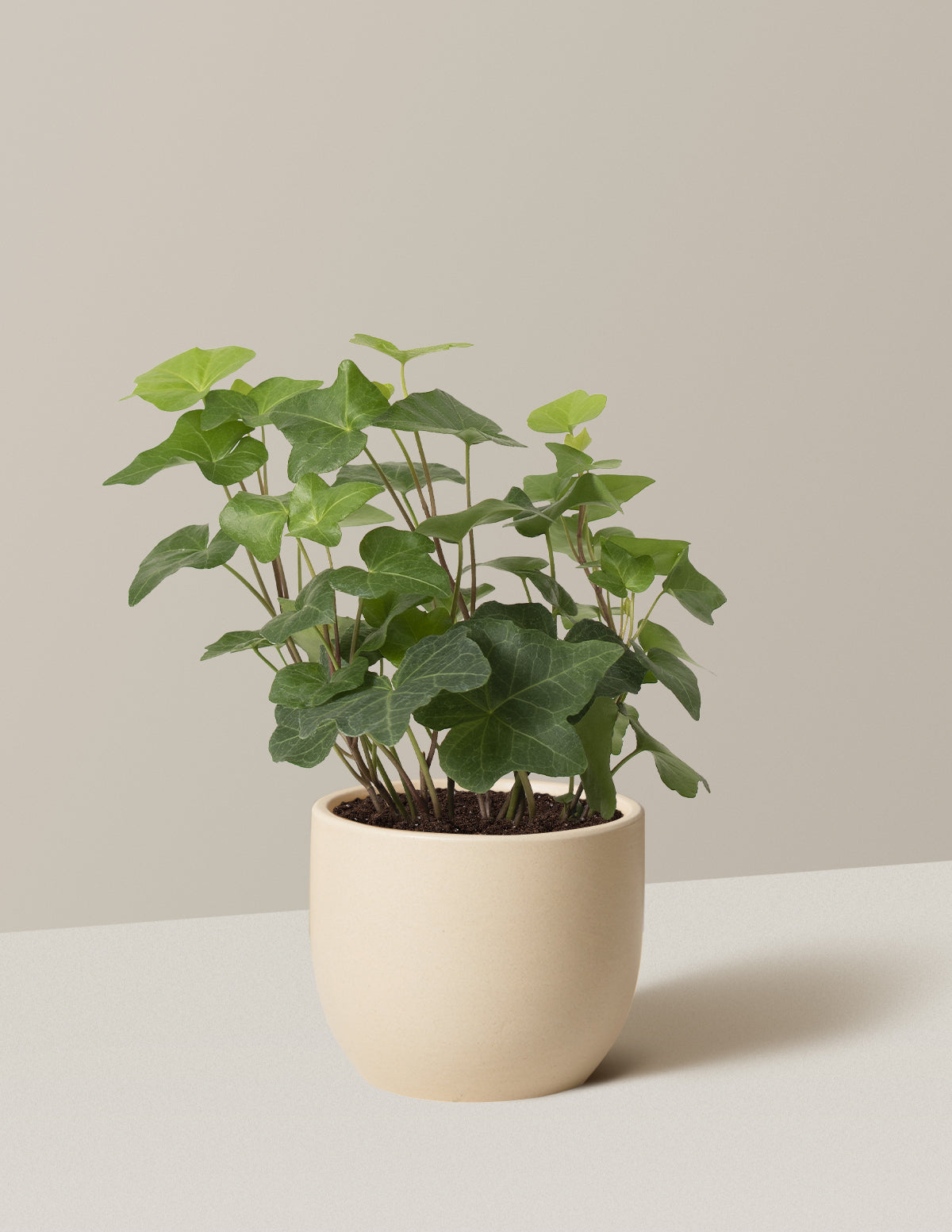 English Ivy