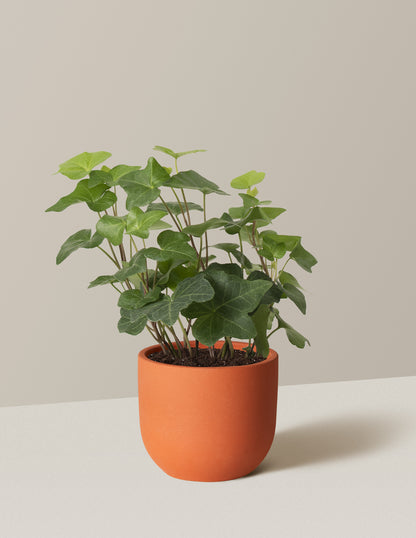 English Ivy