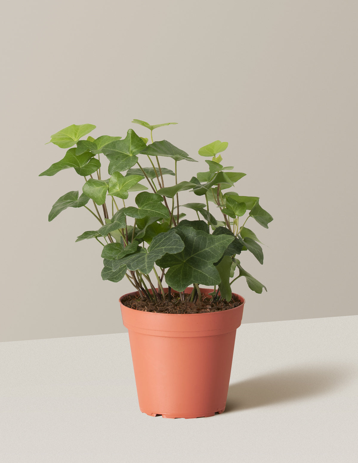 English Ivy