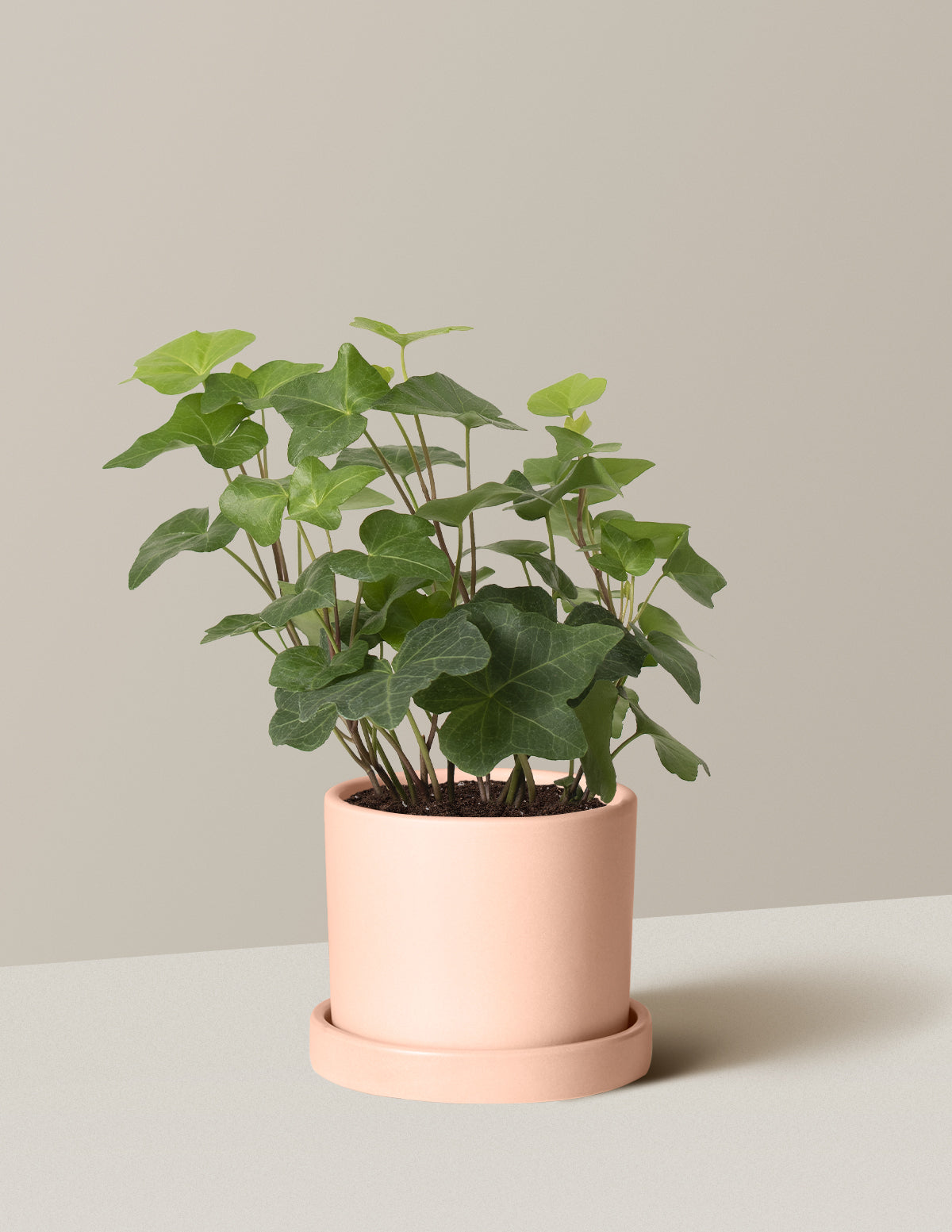 English Ivy