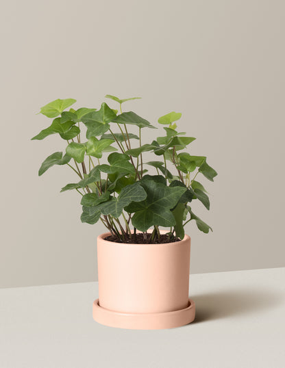 English Ivy