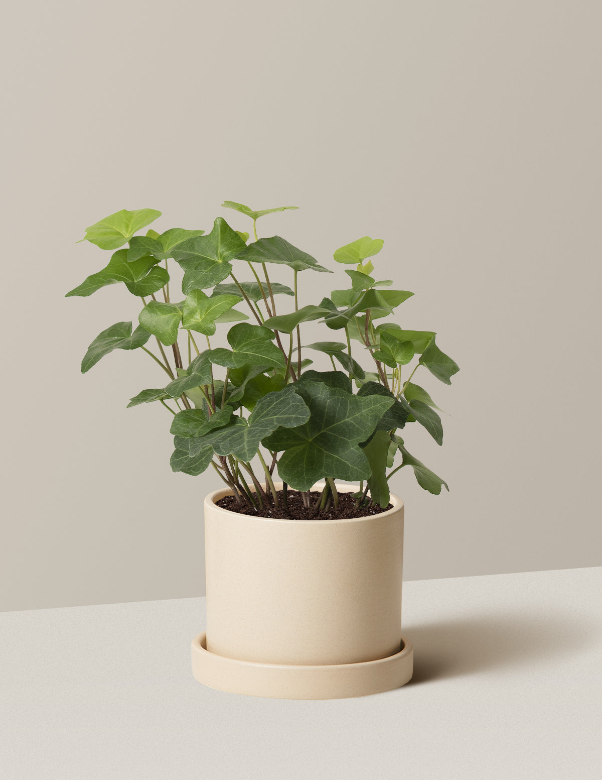 English Ivy