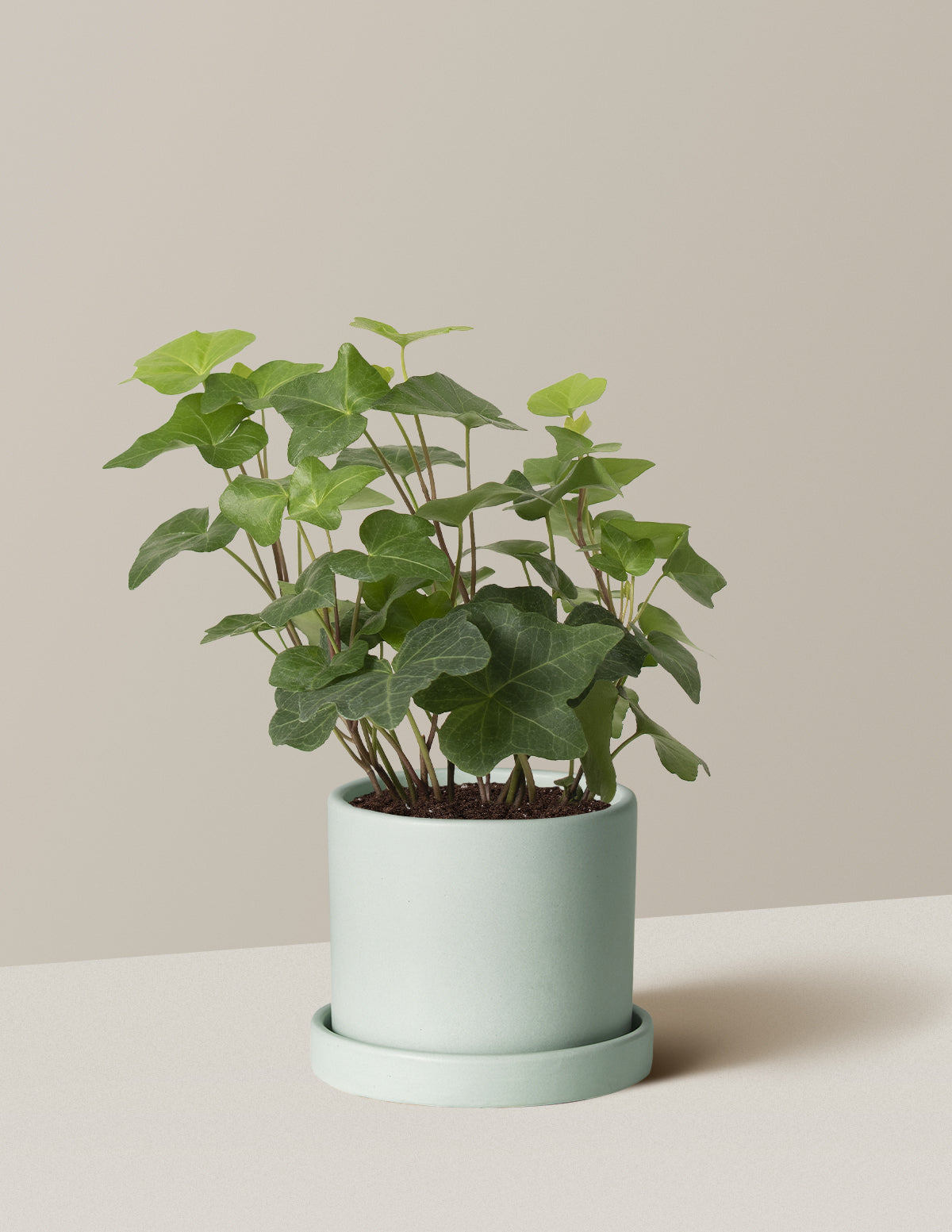 English Ivy