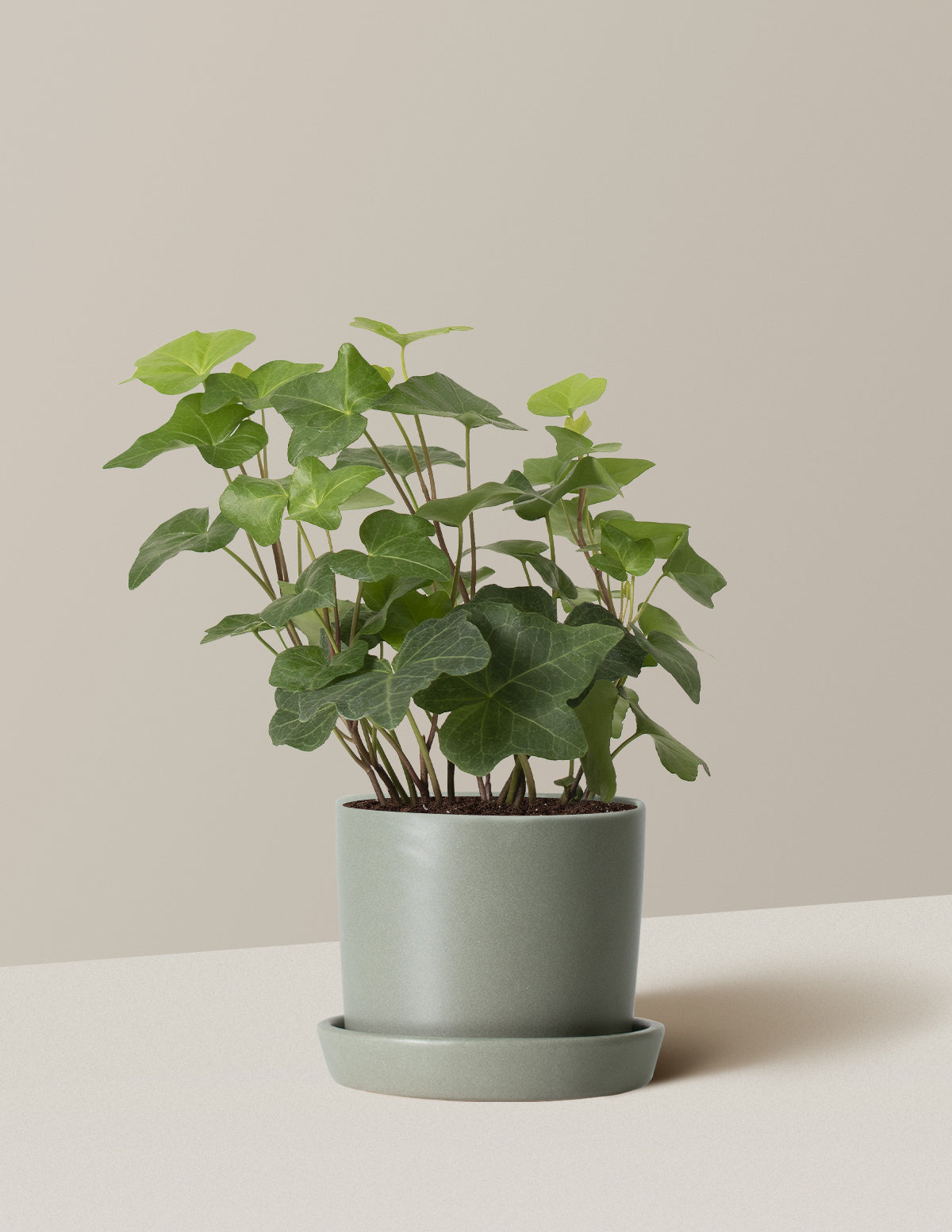 English Ivy
