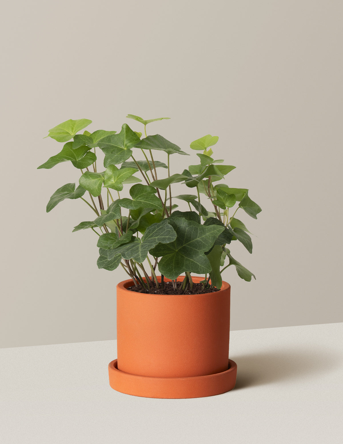 English Ivy