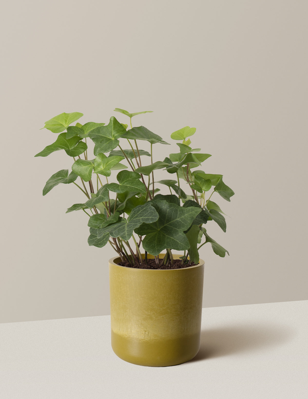 English Ivy