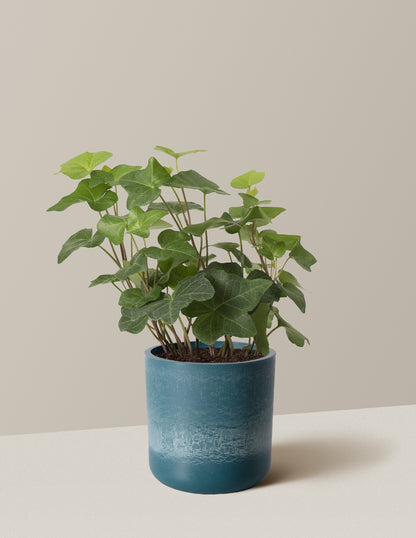 English Ivy