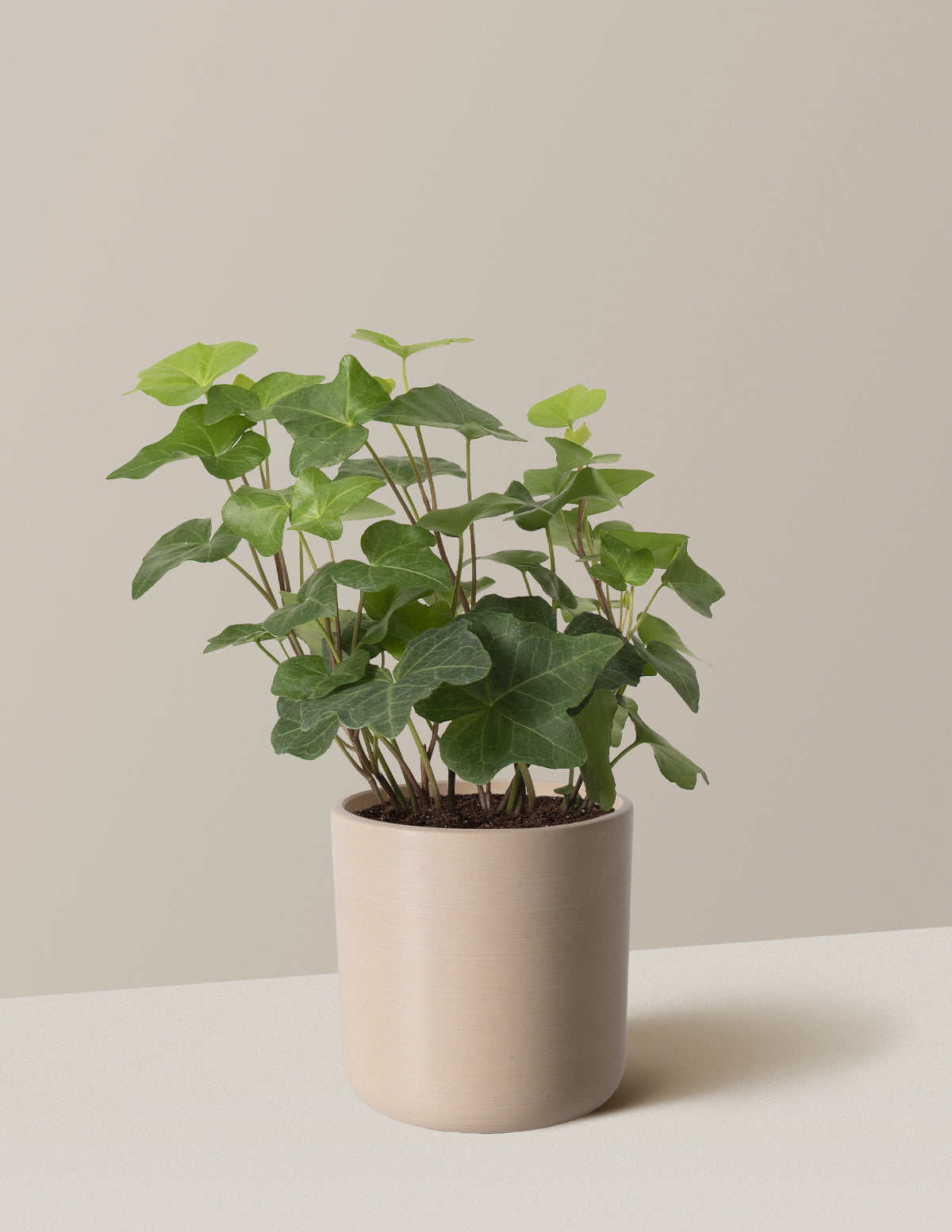 English Ivy