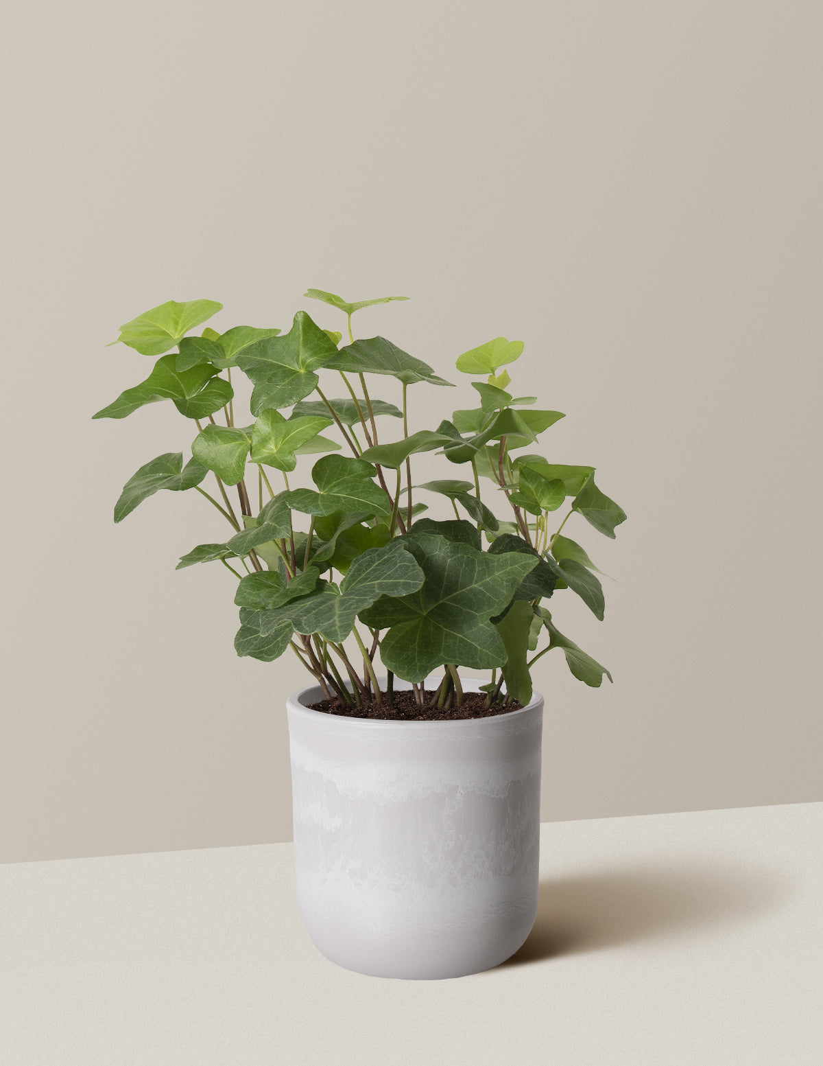 English Ivy