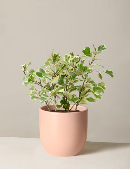 Variegated Ficus Triangularis