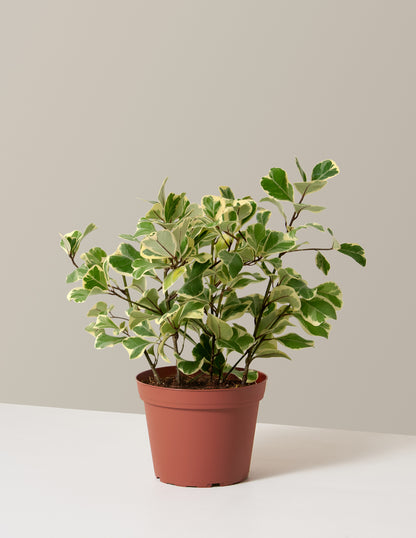 Variegated Ficus Triangularis