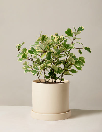 Variegated Ficus Triangularis