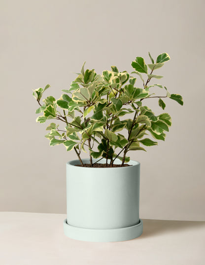Variegated Ficus Triangularis