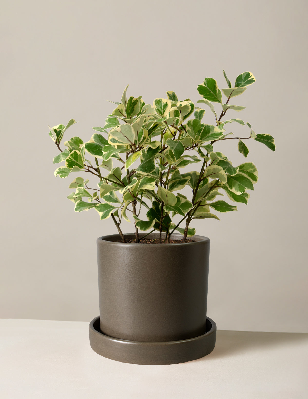 Ficus Triangularis Variegata | Unique and Rare Houseplants for Delivery
