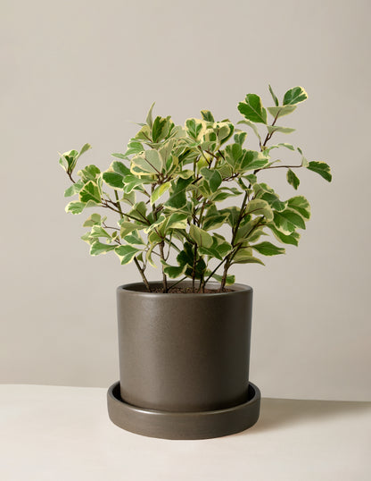 Variegated Ficus Triangularis