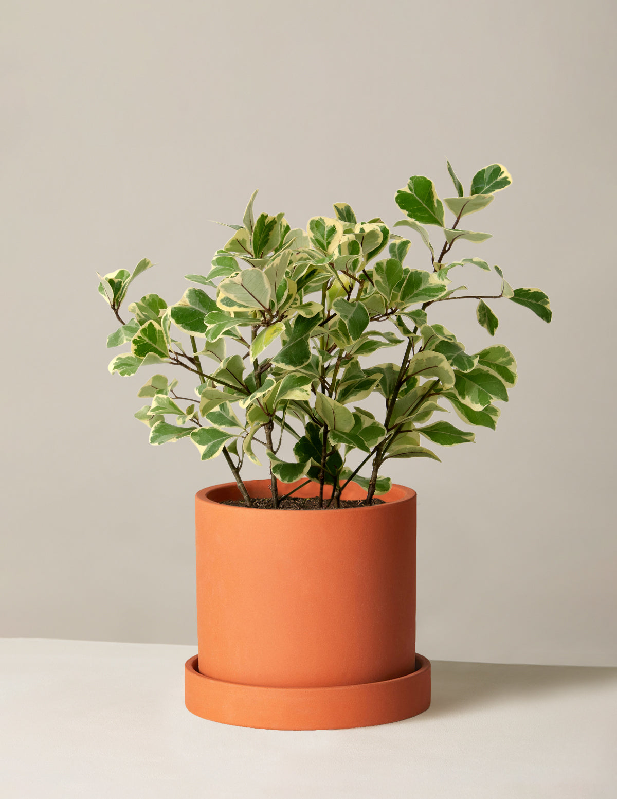 is ficus triangularis an indoor plant Ficus Triangularis Variegata | Unique and Rare Houseplants for Delivery