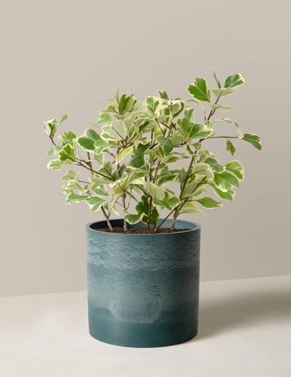 Variegated Ficus Triangularis