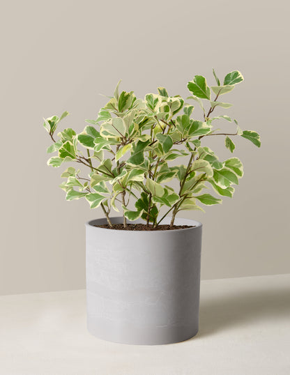 Variegated Ficus Triangularis