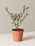 bundle | Small | Grow Pot