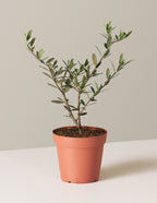 bundle | Small | Grow Pot