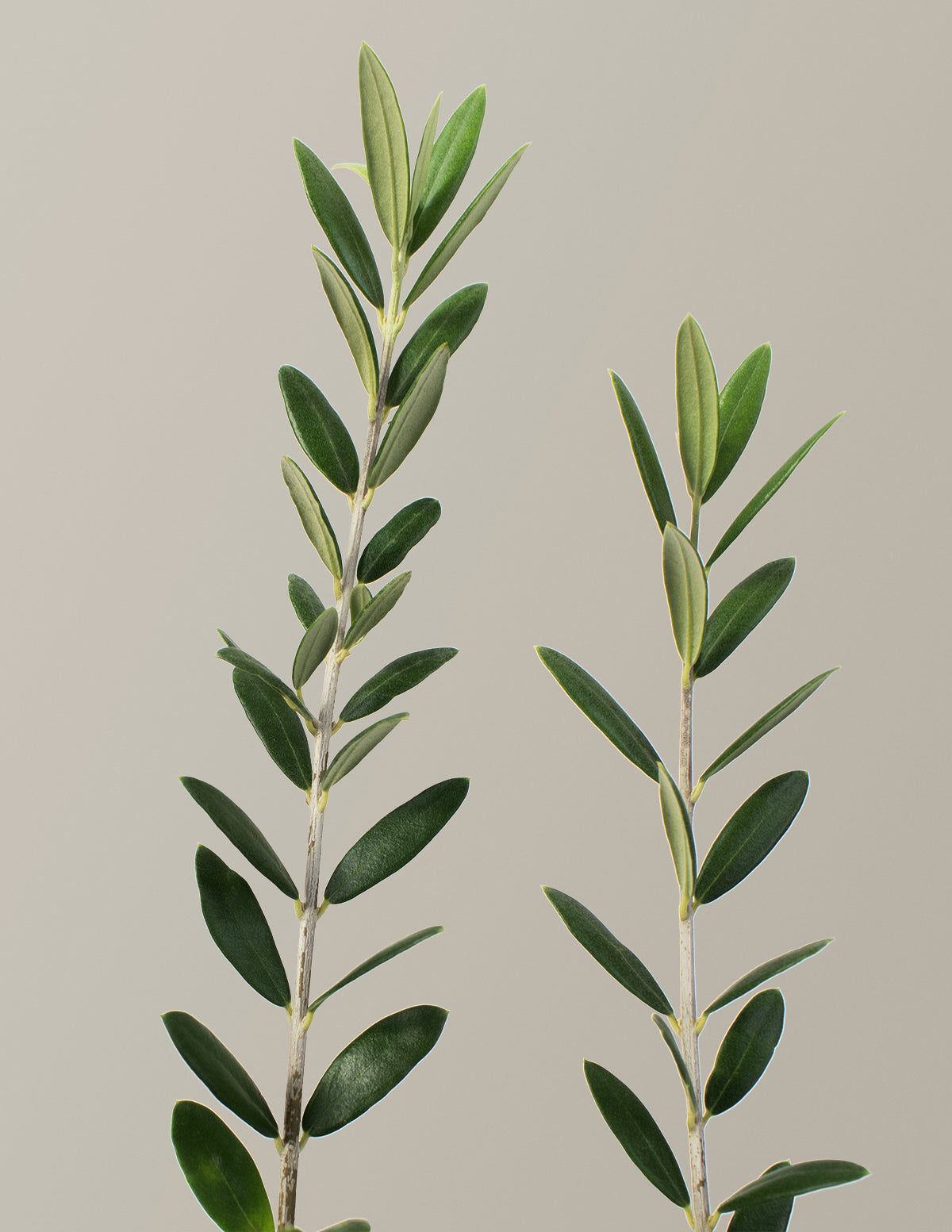 olive house plant Olive Tree (Olea Europaea) Indoor Houseplant | Unique Plants for Delivery