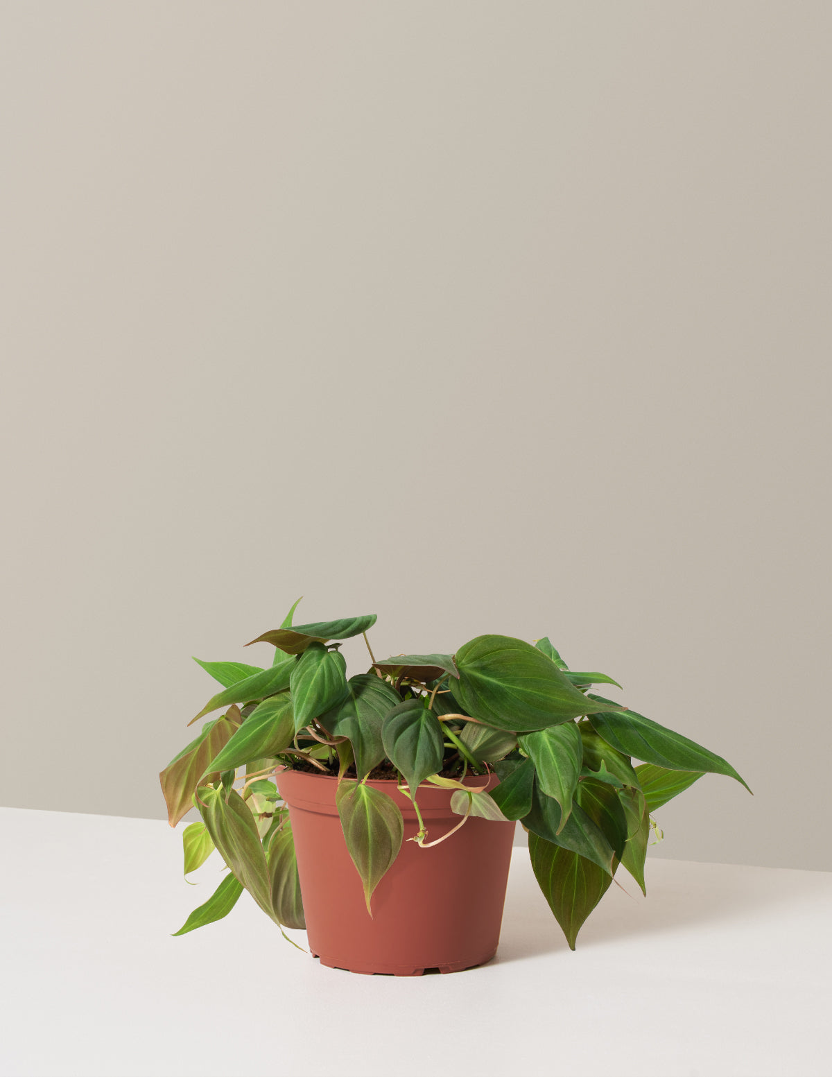 Philodendron Micans