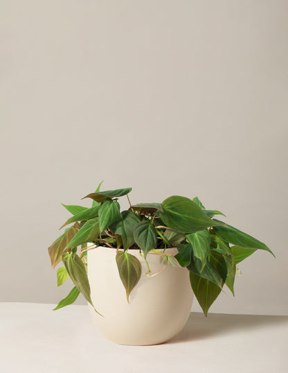 mutske philodendron by mio-sims Philodendron Micans | Tropical Trailing Plants & Houseplants for Delivery