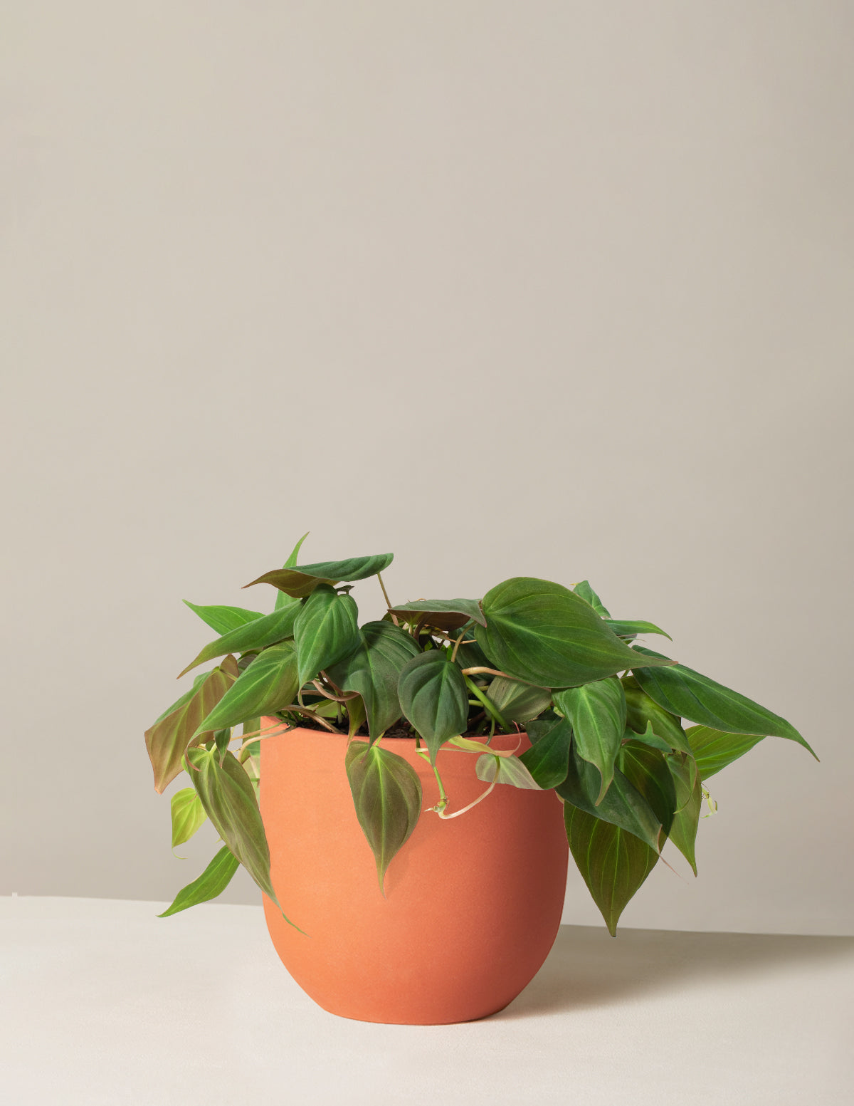 Philodendron Micans