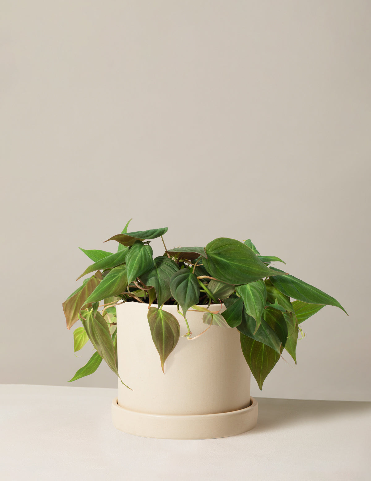 Philodendron Micans