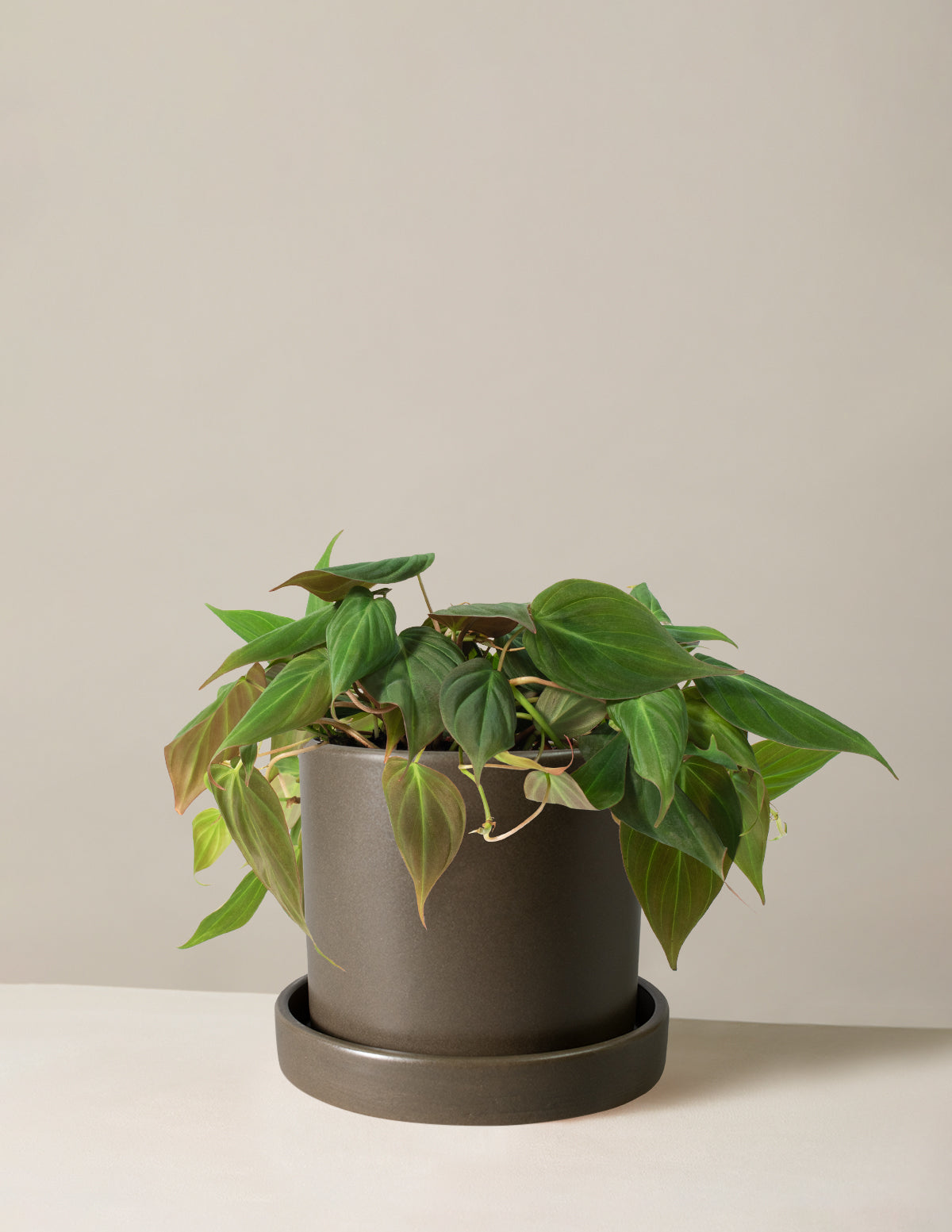 Philodendron Micans