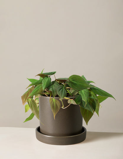 Philodendron Micans