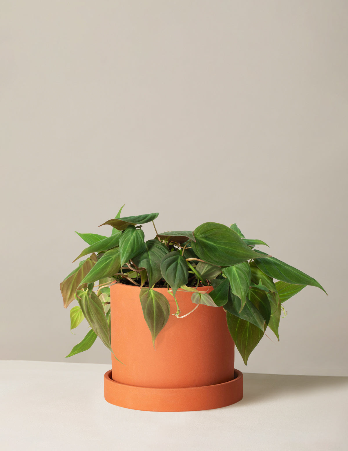 Philodendron Micans
