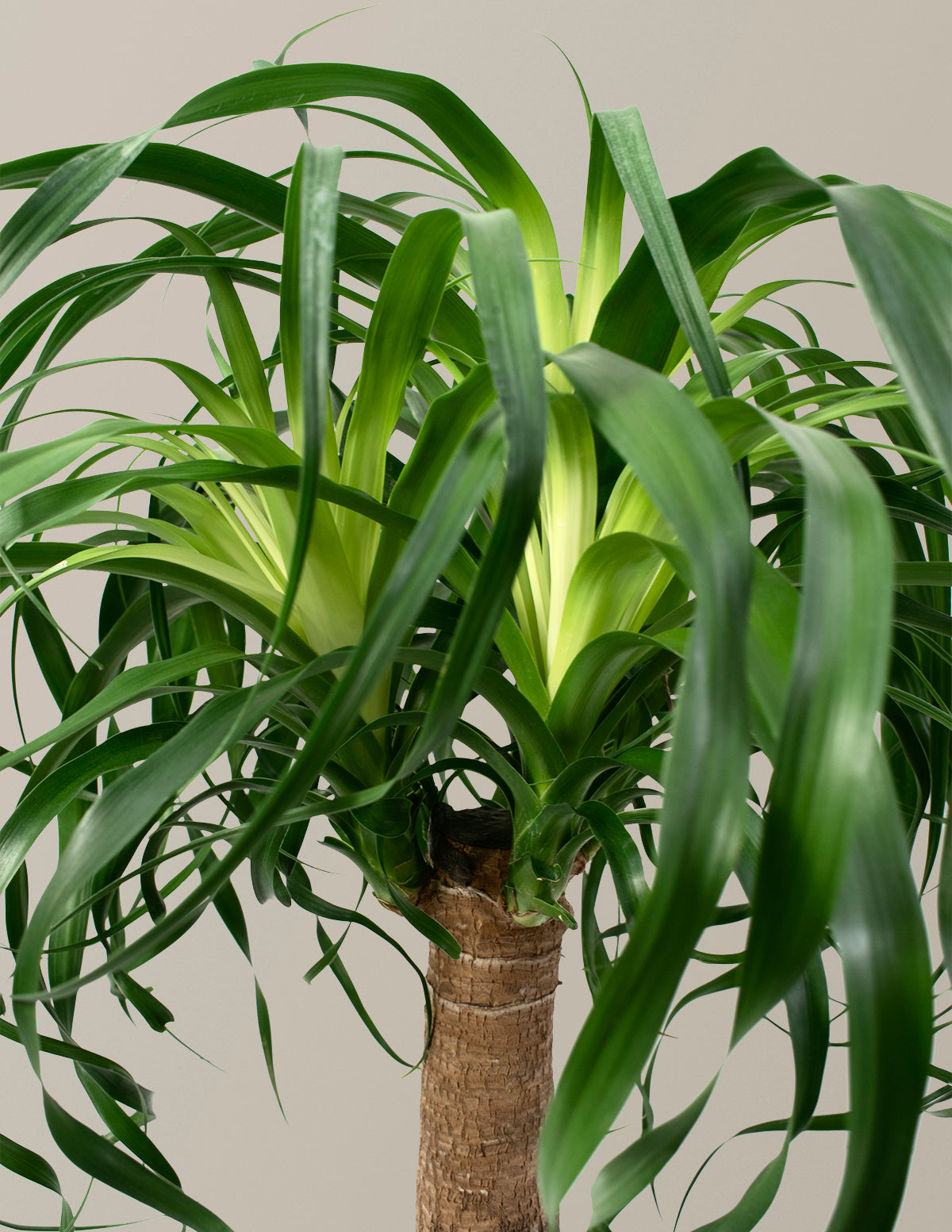 huge ponytail palm Ponytail Palm Houseplant with Planter - Large (20"-28" tall) Granite Planter