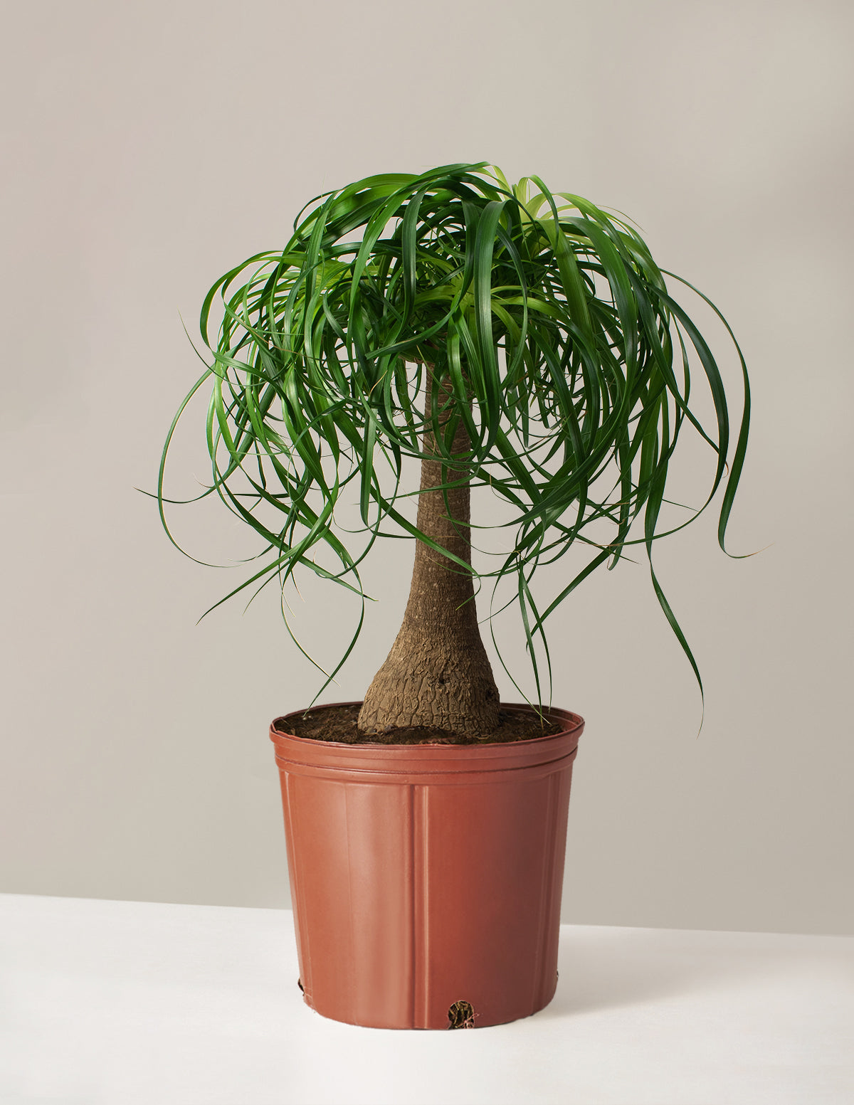 Ponytail Palm