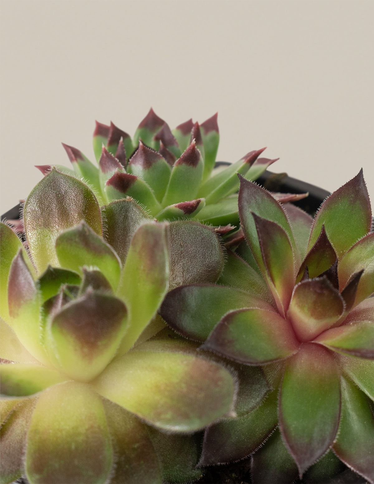 Succulent Mix