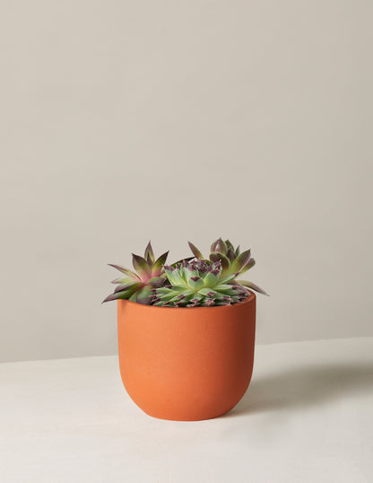 Succulent Mix